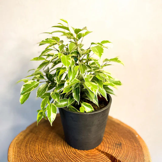 Variegated Weeping Fig (Ficus benjamina variegata)شجرة التين الباكي المتنوعة