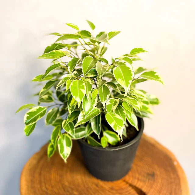 Variegated Weeping Fig (Ficus benjamina variegata)شجرة التين الباكي المتنوعة