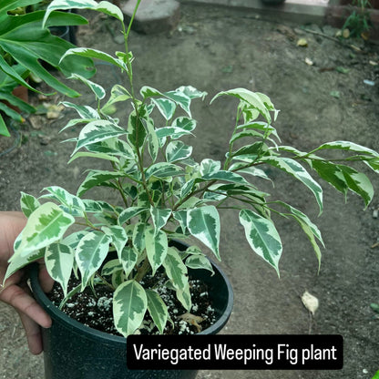Variegated Weeping Fig (Ficus benjamina variegata)شجرة التين الباكي المتنوعة