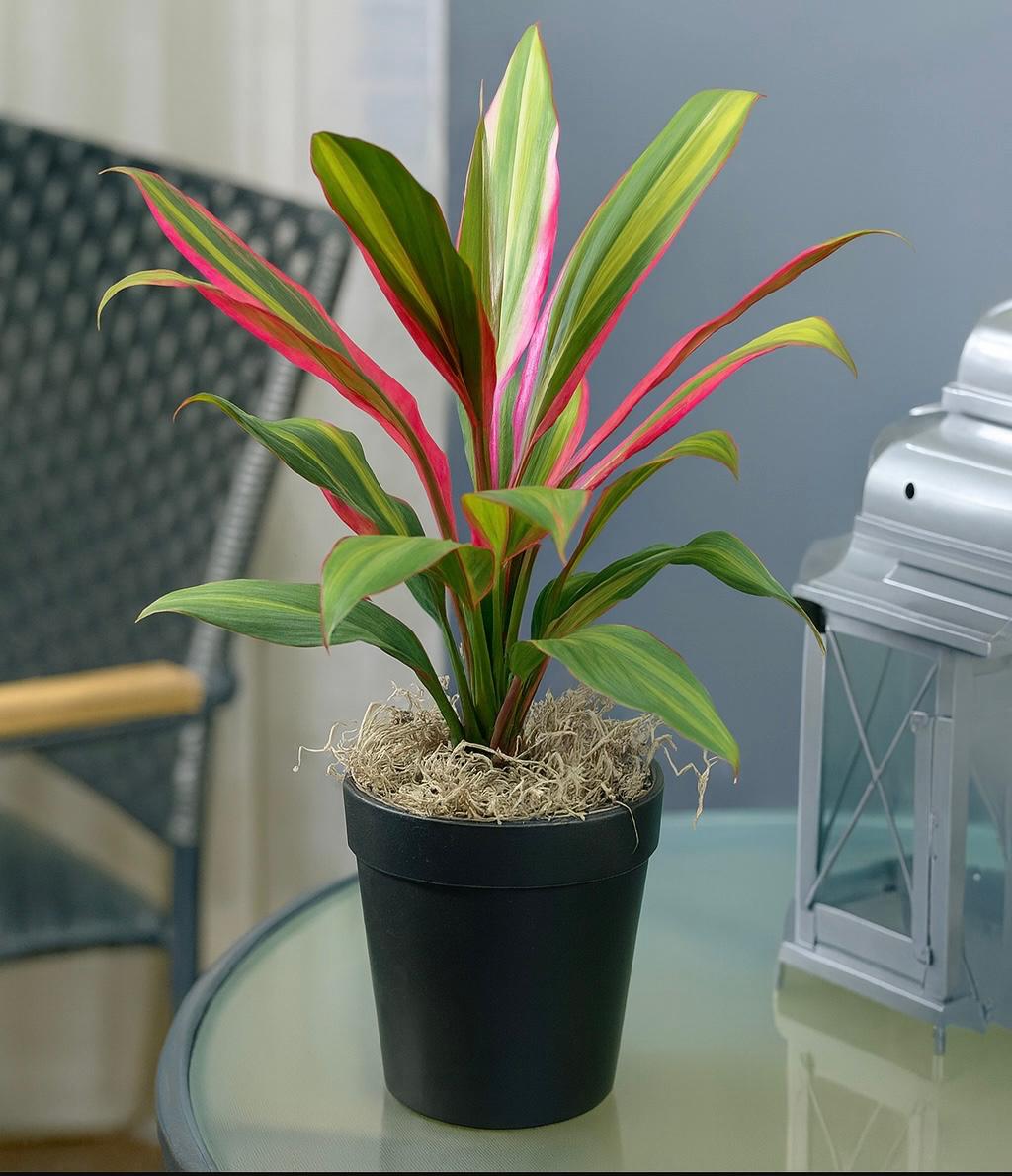 Cordyline “Kiwi” Plant كورديل شجيري