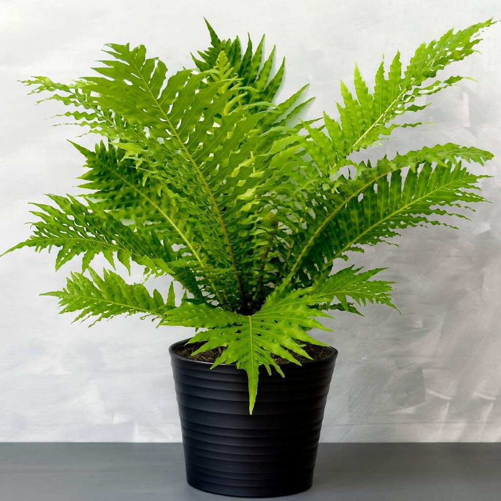 Blechnum silver lady