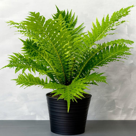 Blechnum silver lady