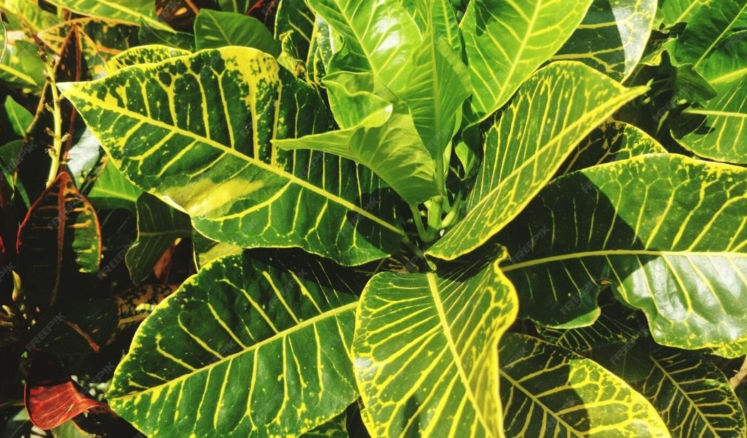 Croton Plant ( GOLD Line )