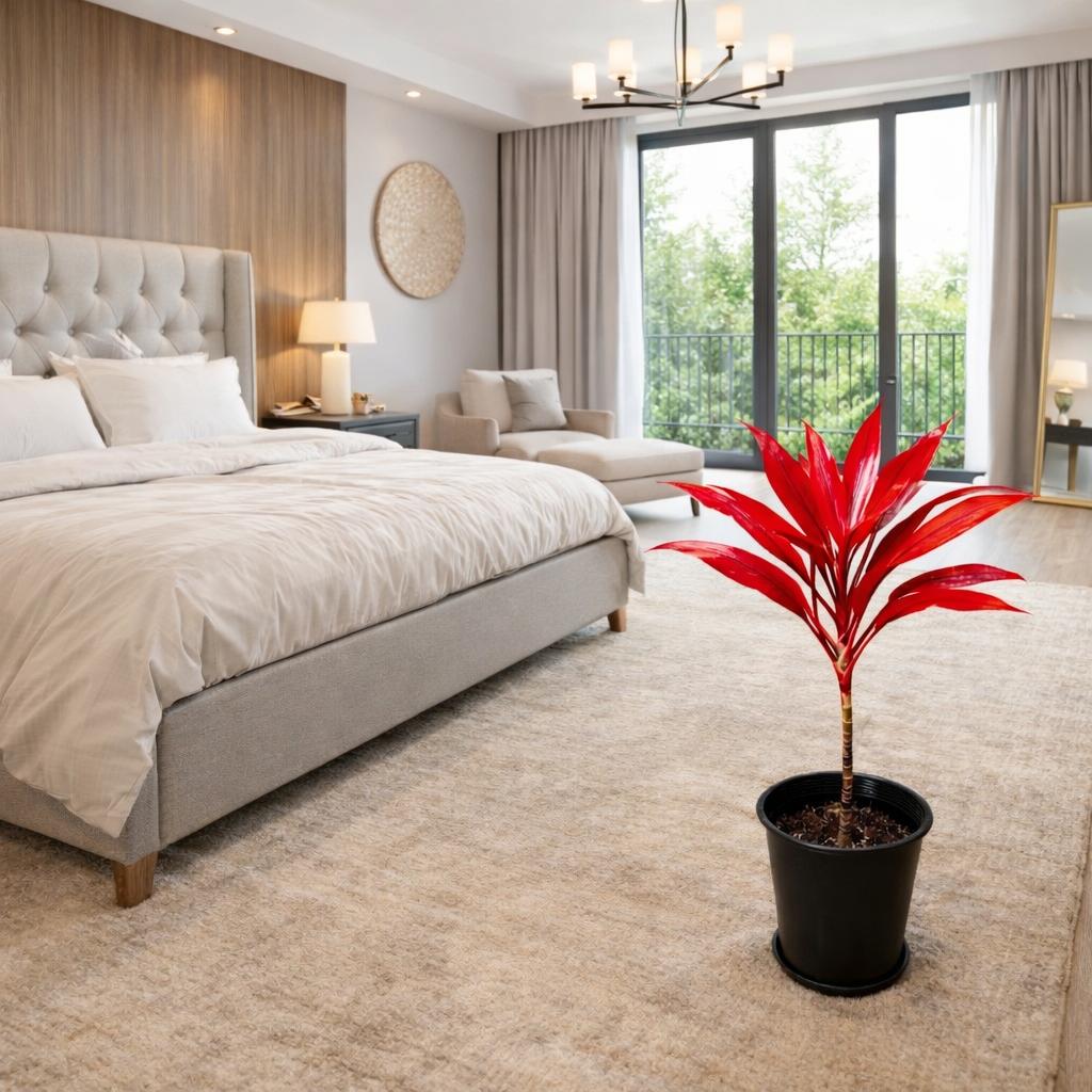 Cordyline “RED Kiwi” TI Plant كورديل شجيري