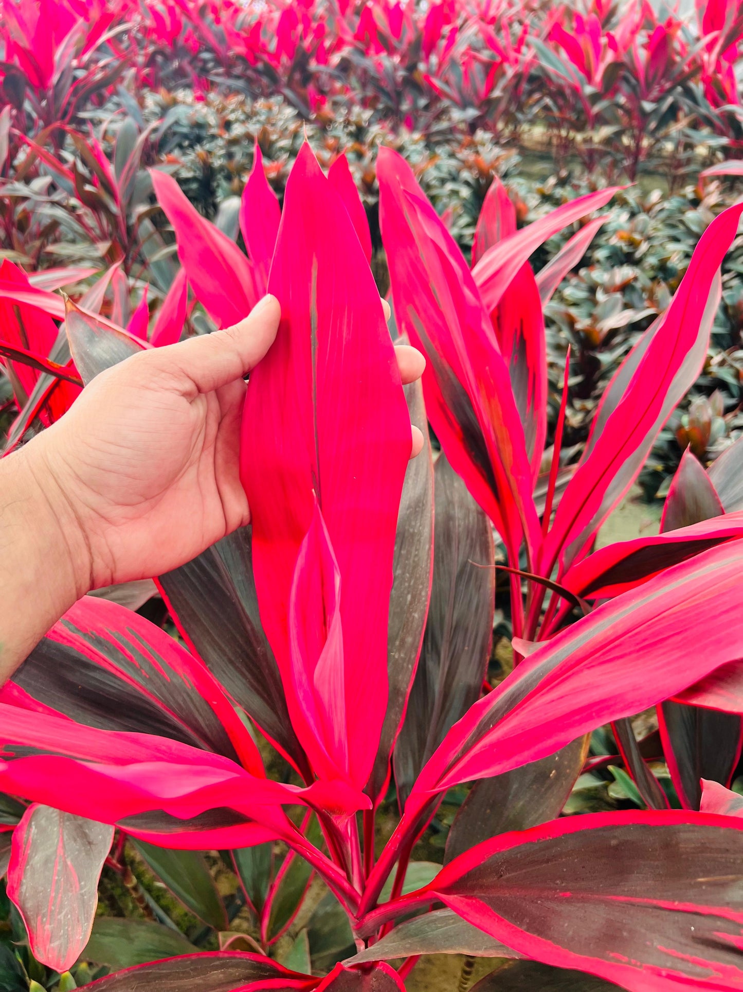 Cordyline “RED Kiwi” TI Plant كورديل شجيري