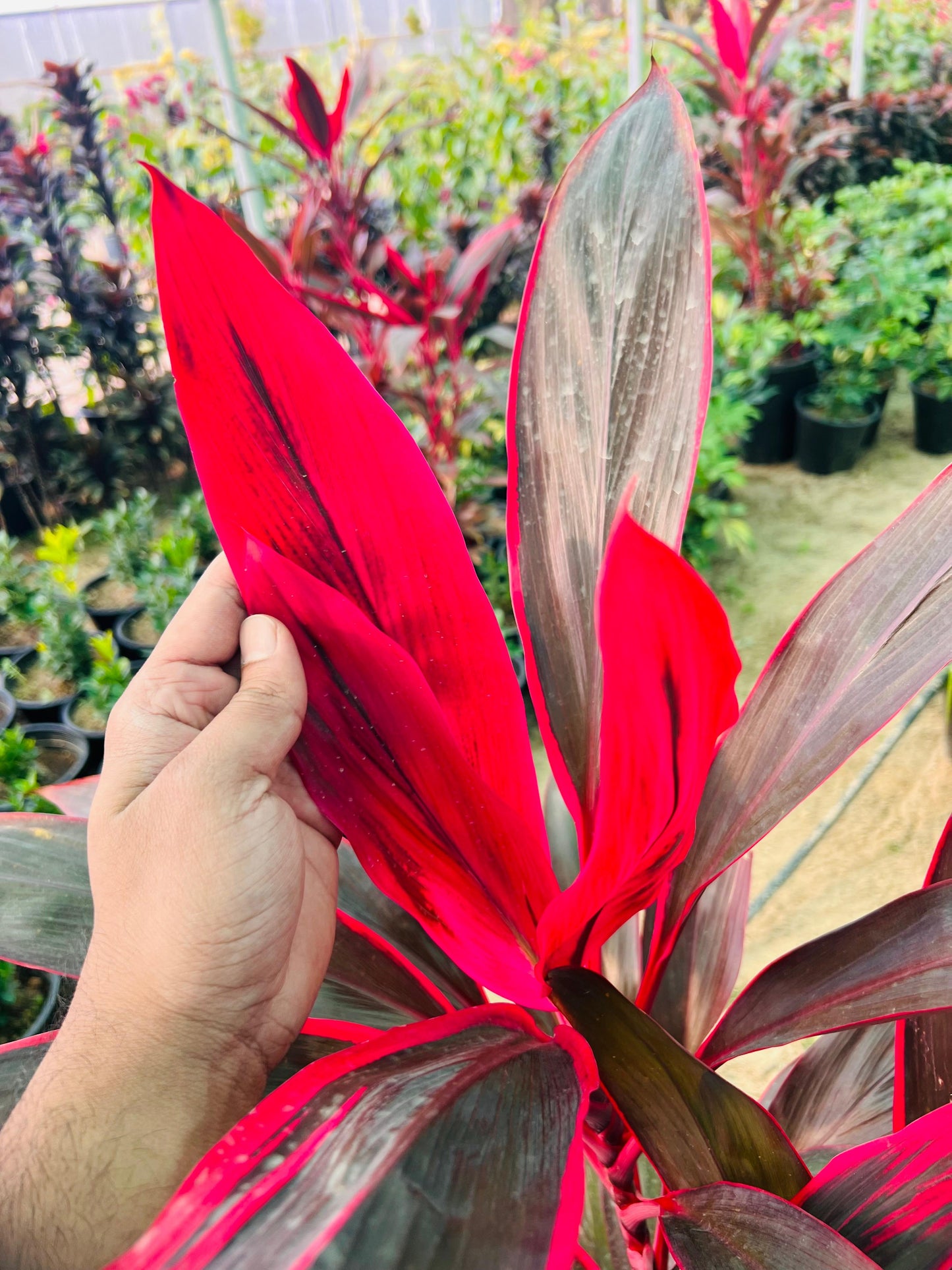 Cordyline “RED Kiwi” TI Plant كورديل شجيري