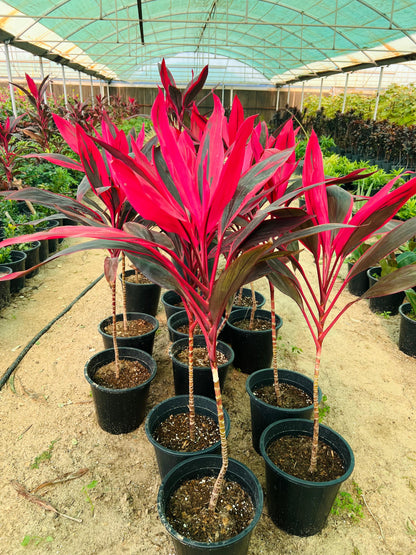 Cordyline “RED Kiwi” TI Plant كورديل شجيري