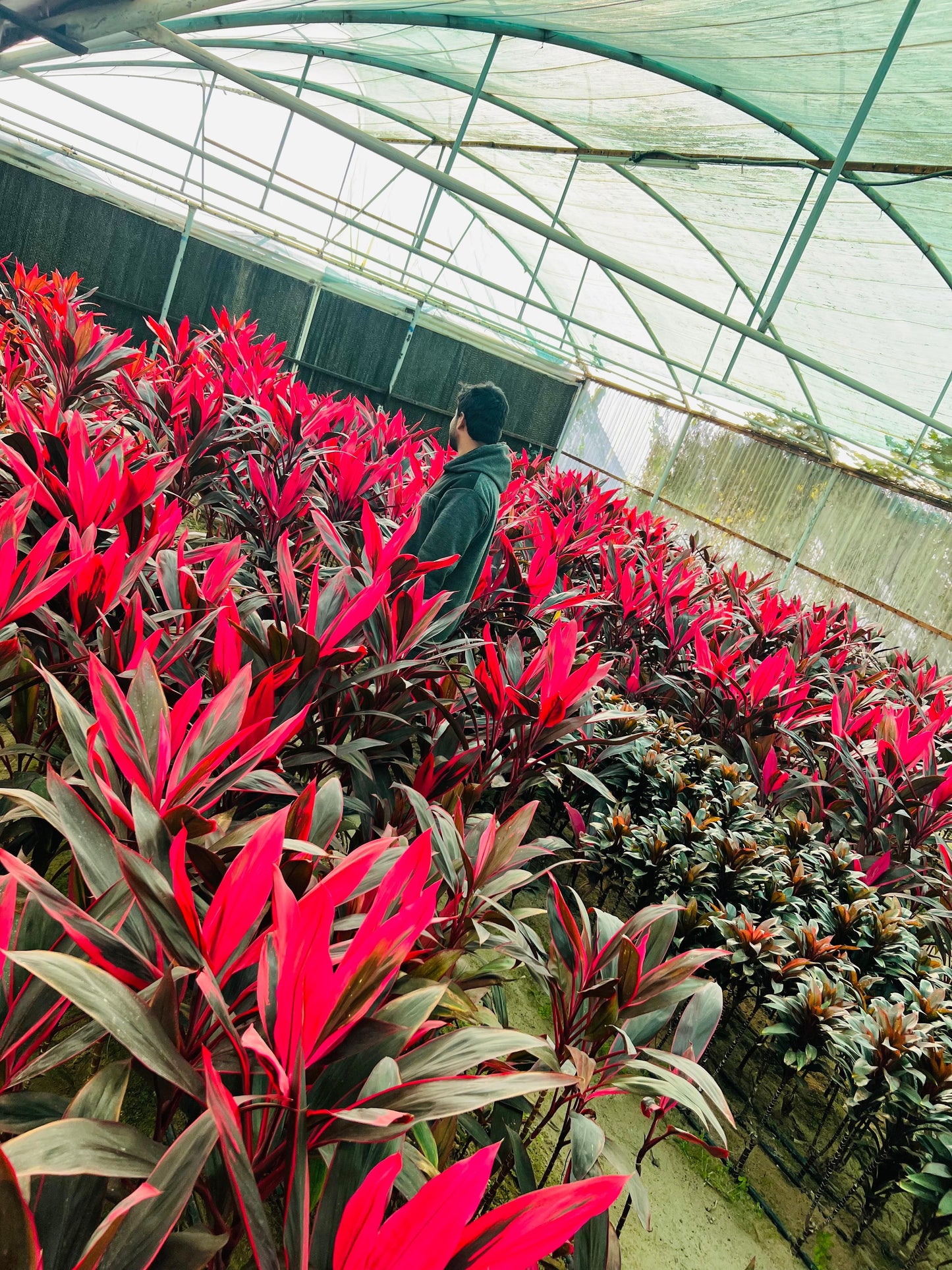 Cordyline “RED Kiwi” TI Plant كورديل شجيري