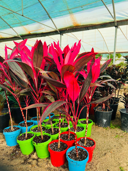 Cordyline “RED Kiwi” TI Plant كورديل شجيري