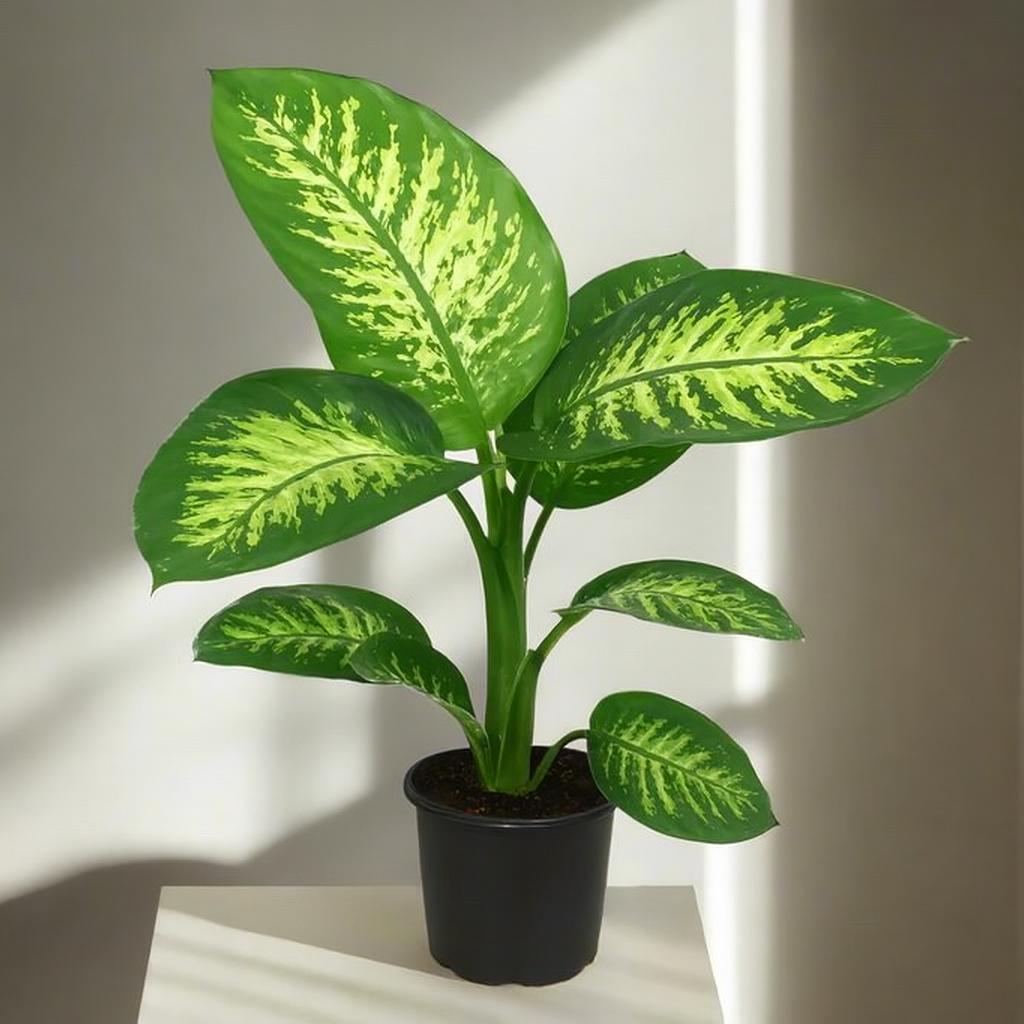 Dumb Cane Plant-نبات قصب السكر