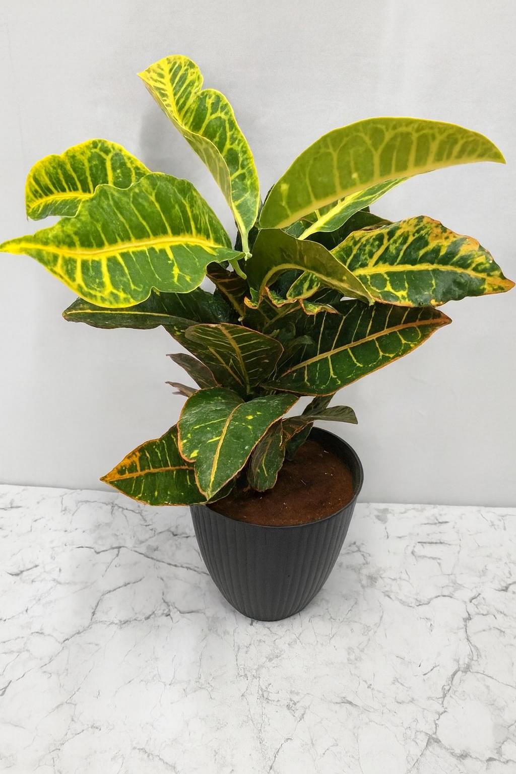 Croton Plant ( GOLD Line )