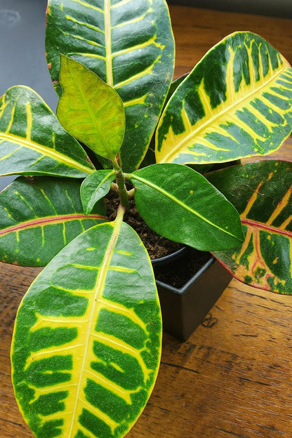 Croton Plant ( GOLD Line )