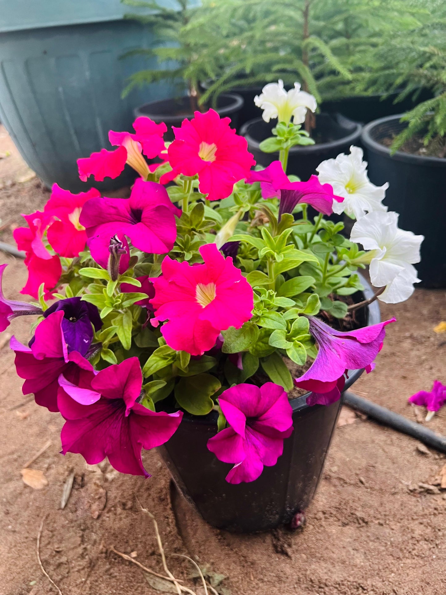 Madagascar Periwinkle – The Blossoming Healer-زهرة البنفسج مدغشقر