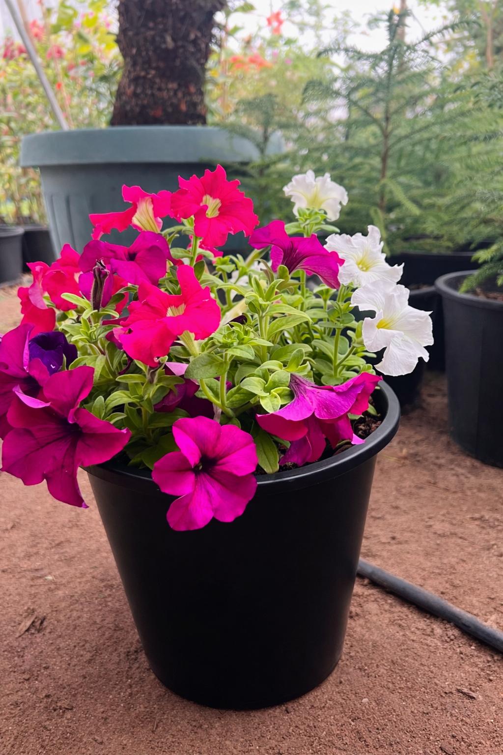 Madagascar Periwinkle – The Blossoming Healer-زهرة البنفسج مدغشقر