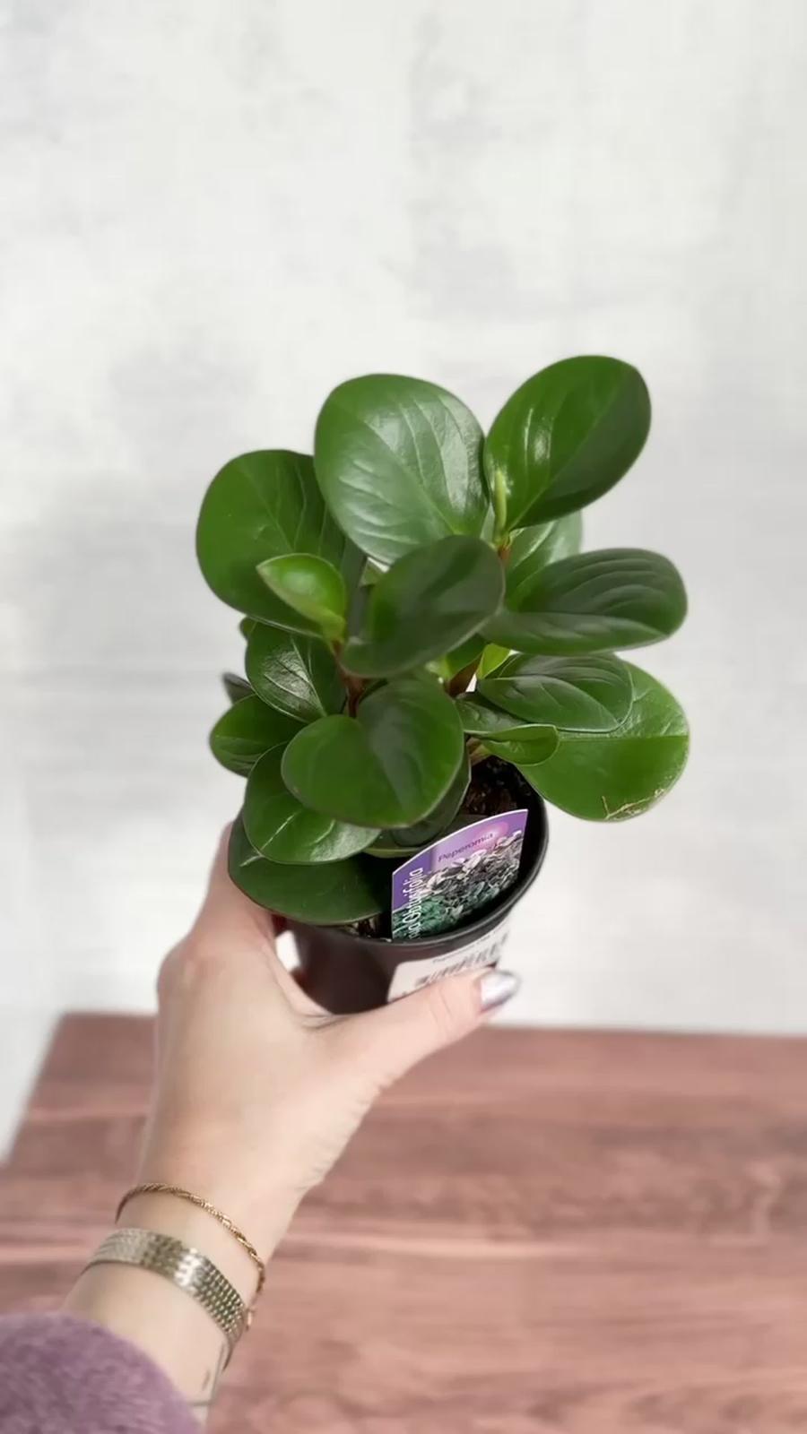 Glossy-leaved Peperomia-بيبيروميا ذات الأوراق اللامعة