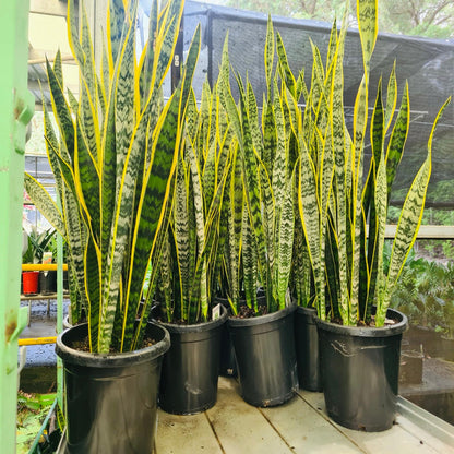 Snake Plants-نباتات الثعبان
