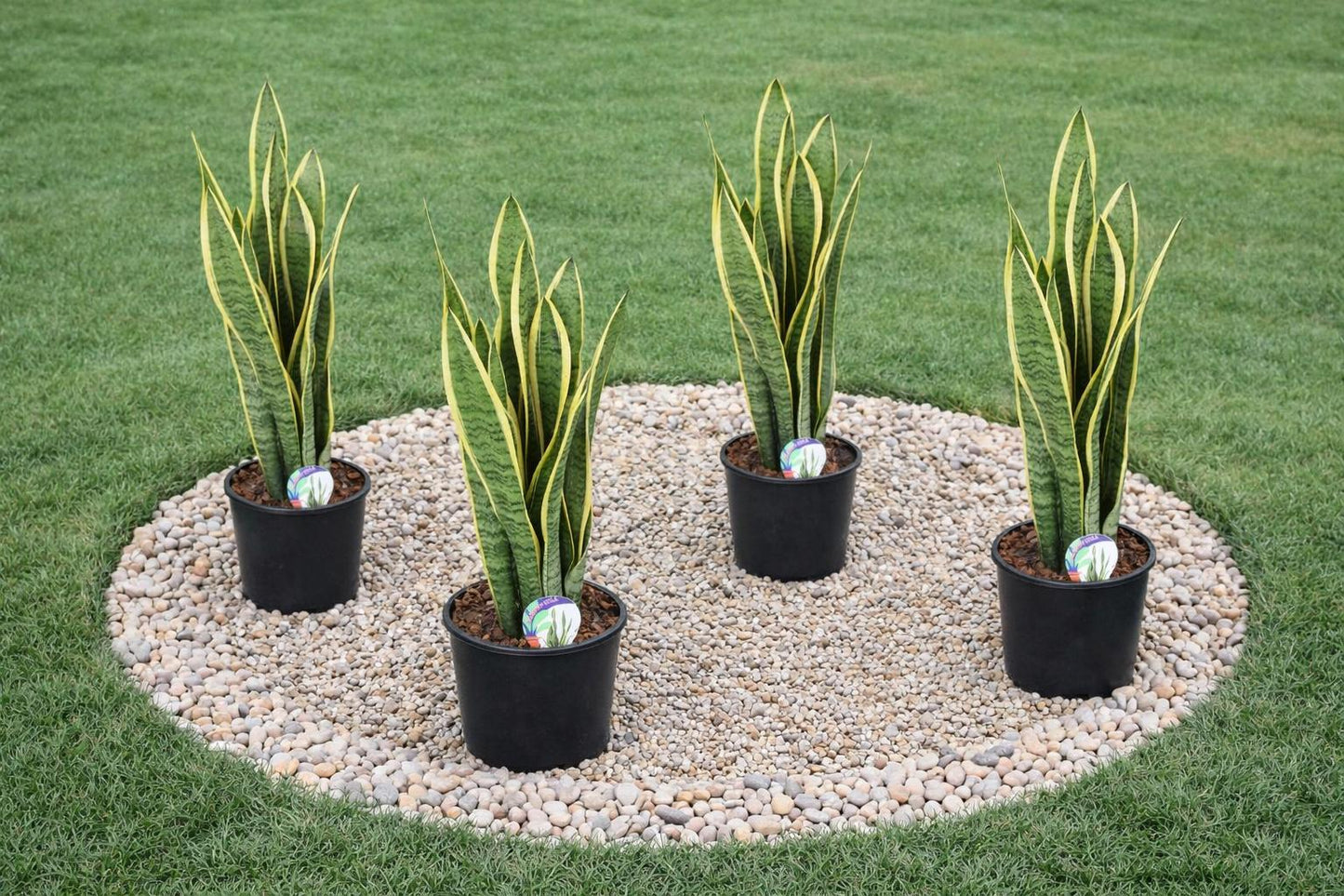 Snake Plants-نباتات الثعبان