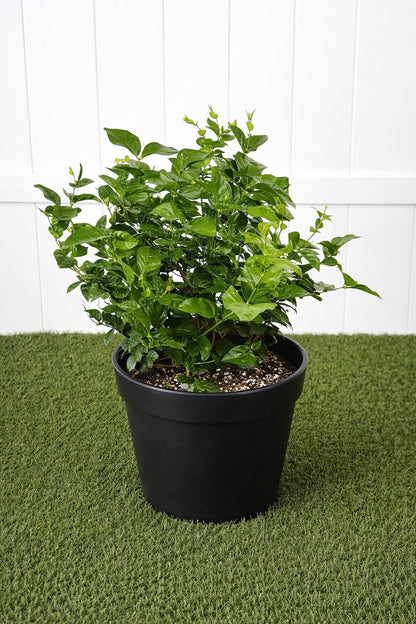 Jasmine Sambac – The Arabian Jasmine-ياسمين سامباك – العربي
