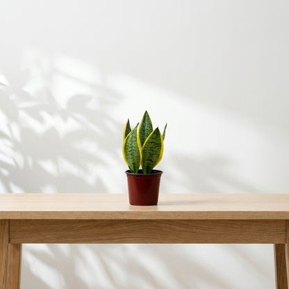 Snake Plant Table Plant – Sansevieria trifasciata