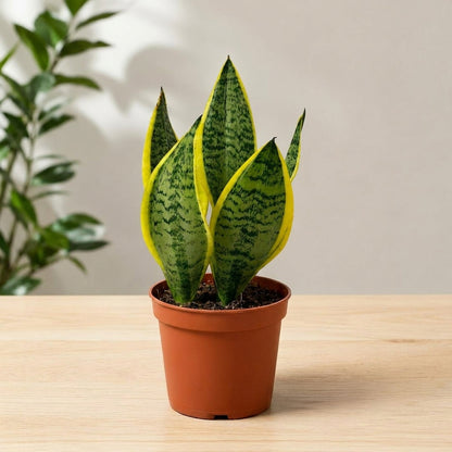 Snake Plant Table Plant – Sansevieria trifasciata