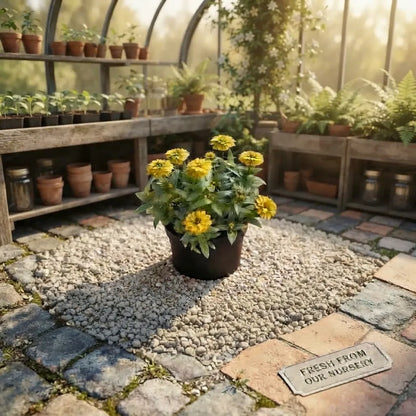 Zinnia Flowers – زهور الزينيا