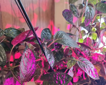 Purple Waffle Plant –نبات الوافل الأرجواني