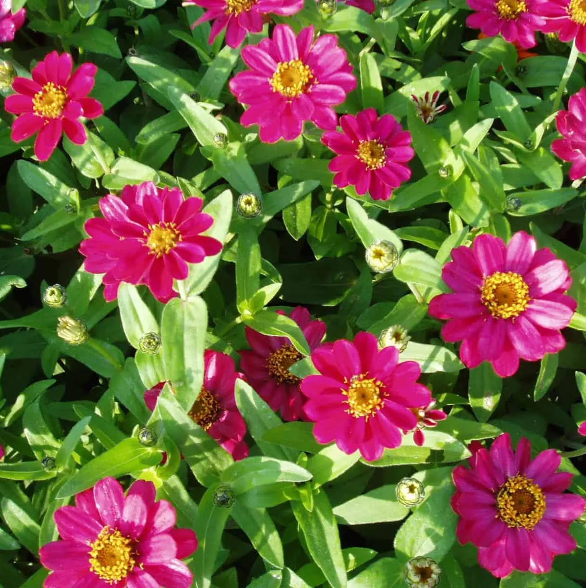 Zinnia Flowers – زهور الزينيا