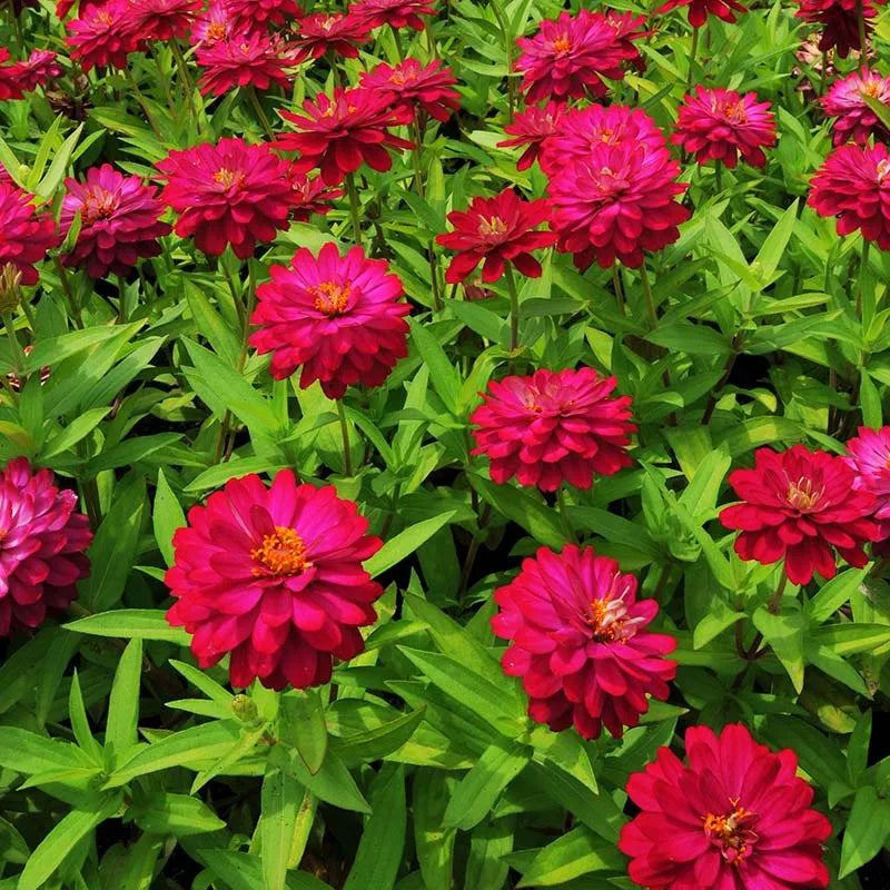 Zinnia Flowers – زهور الزينيا