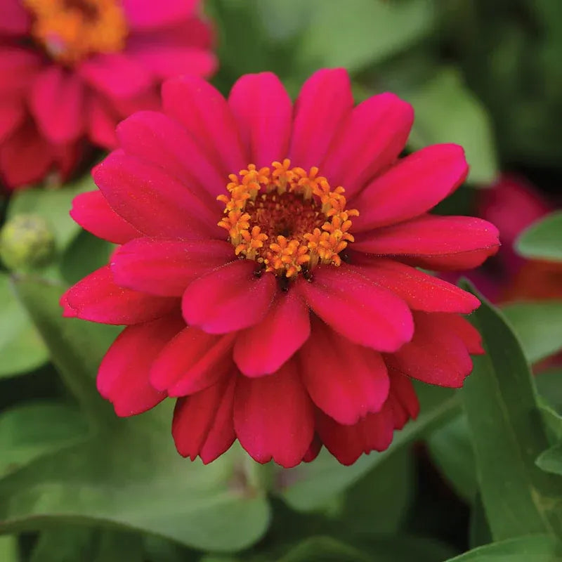 Zinnia Flowers – زهور الزينيا