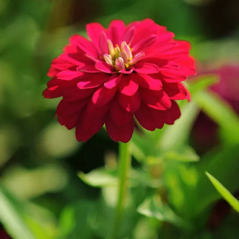 Zinnia Flowers – زهور الزينيا
