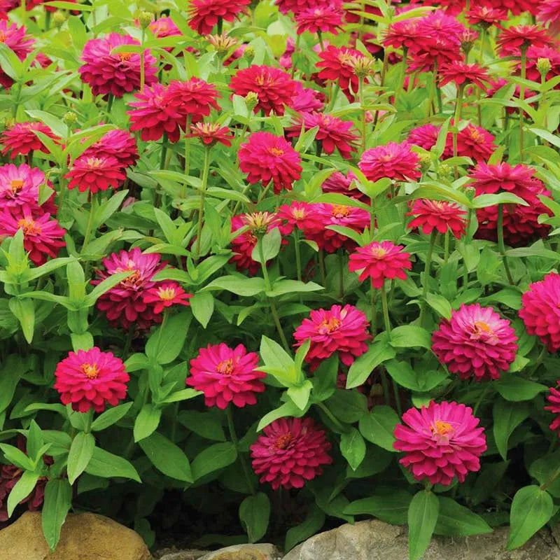 Zinnia Flowers – زهور الزينيا