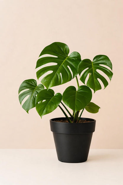 Monstera deliciosa (نبات القفص الصدري)