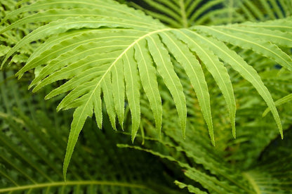 Blechnum silver lady