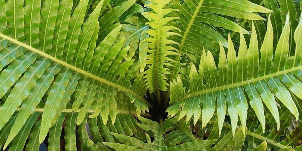 Blechnum silver lady