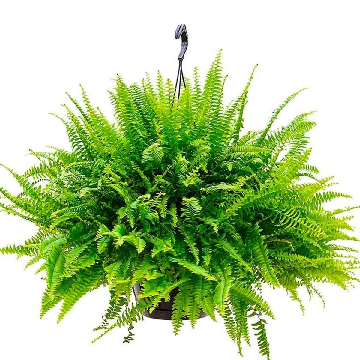 ‘Green Lady’ Boston Fern – Nephrolepis