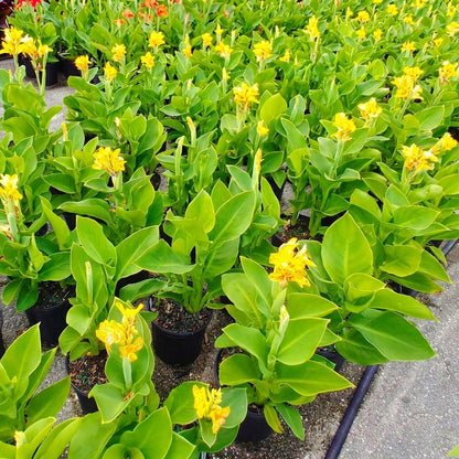Canna lily (indian shot) - زنبق القنا (اللقطة الهندية)