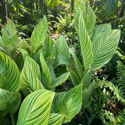 Canna lily (indian shot) - زنبق القنا (اللقطة الهندية)