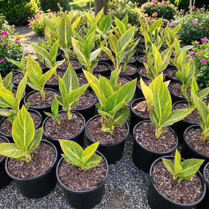 Canna lily (indian shot) - زنبق القنا (اللقطة الهندية)