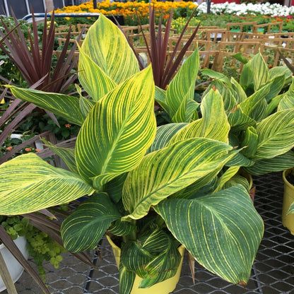 Canna lily (indian shot) - زنبق القنا (اللقطة الهندية)