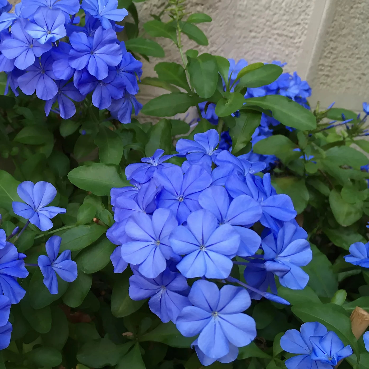 Blue plumbago البلومباغو