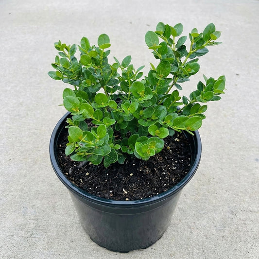 Carissa ‘Boxwood Beauty’ – كريسا بوكسوود بيوتي