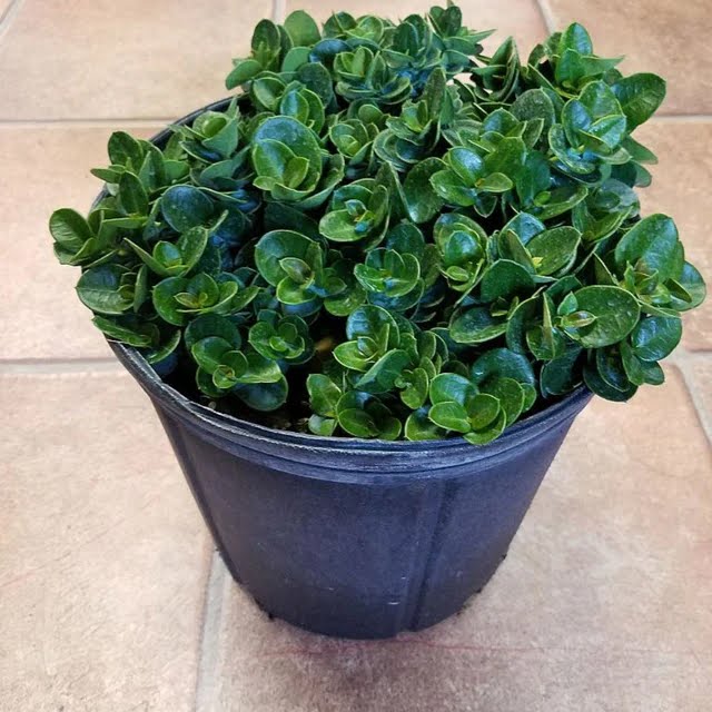 Carissa ‘Boxwood Beauty’ – كريسا بوكسوود بيوتي