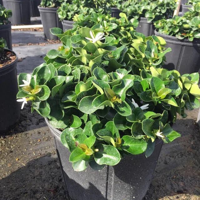 Carissa ‘Boxwood Beauty’ – كريسا بوكسوود بيوتي