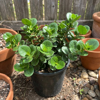 Carissa ‘Boxwood Beauty’ – كريسا بوكسوود بيوتي