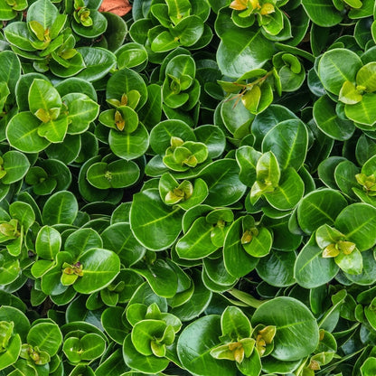 Carissa ‘Boxwood Beauty’ – كريسا بوكسوود بيوتي