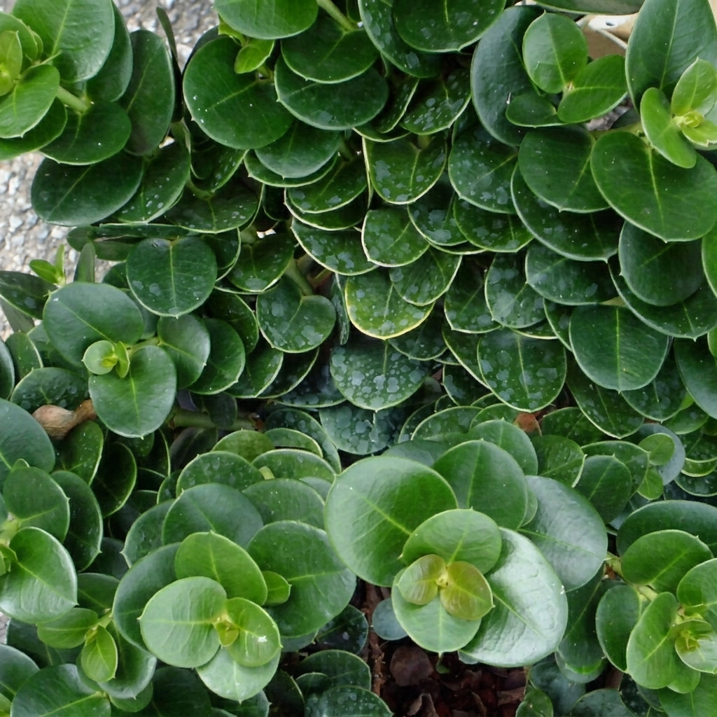 Carissa ‘Boxwood Beauty’ – كريسا بوكسوود بيوتي