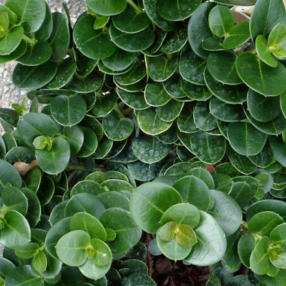 Carissa ‘Boxwood Beauty’ – كريسا بوكسوود بيوتي