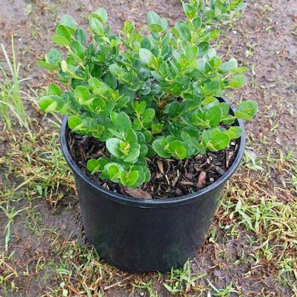 Carissa ‘Boxwood Beauty’ – كريسا بوكسوود بيوتي