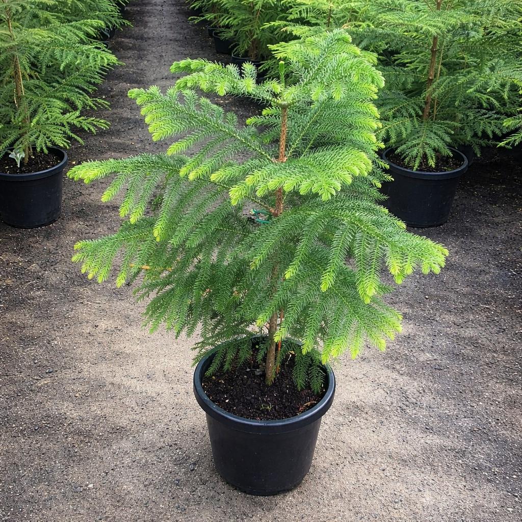 Island Pine شجرة كوكسي أيلتد نيات داخلي