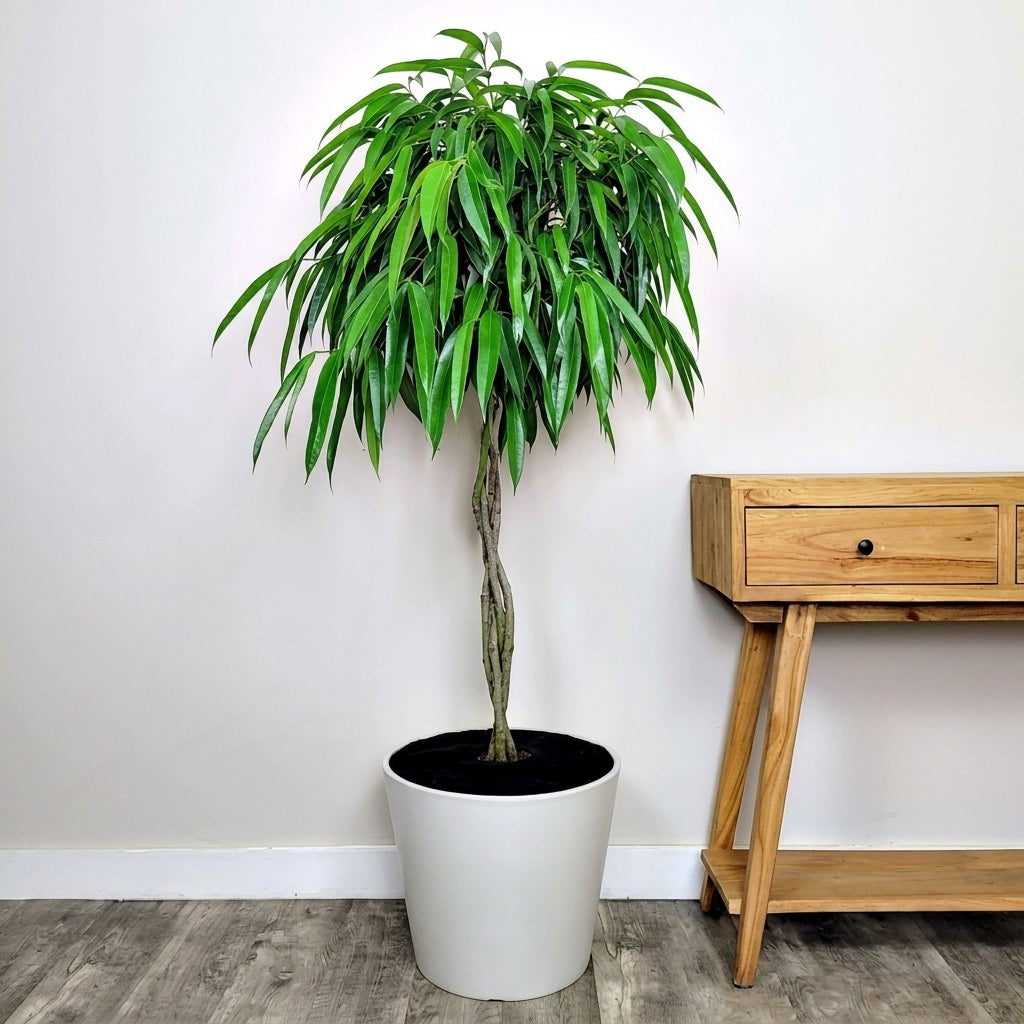 Ficus ‘Alii’ – فيكس علي